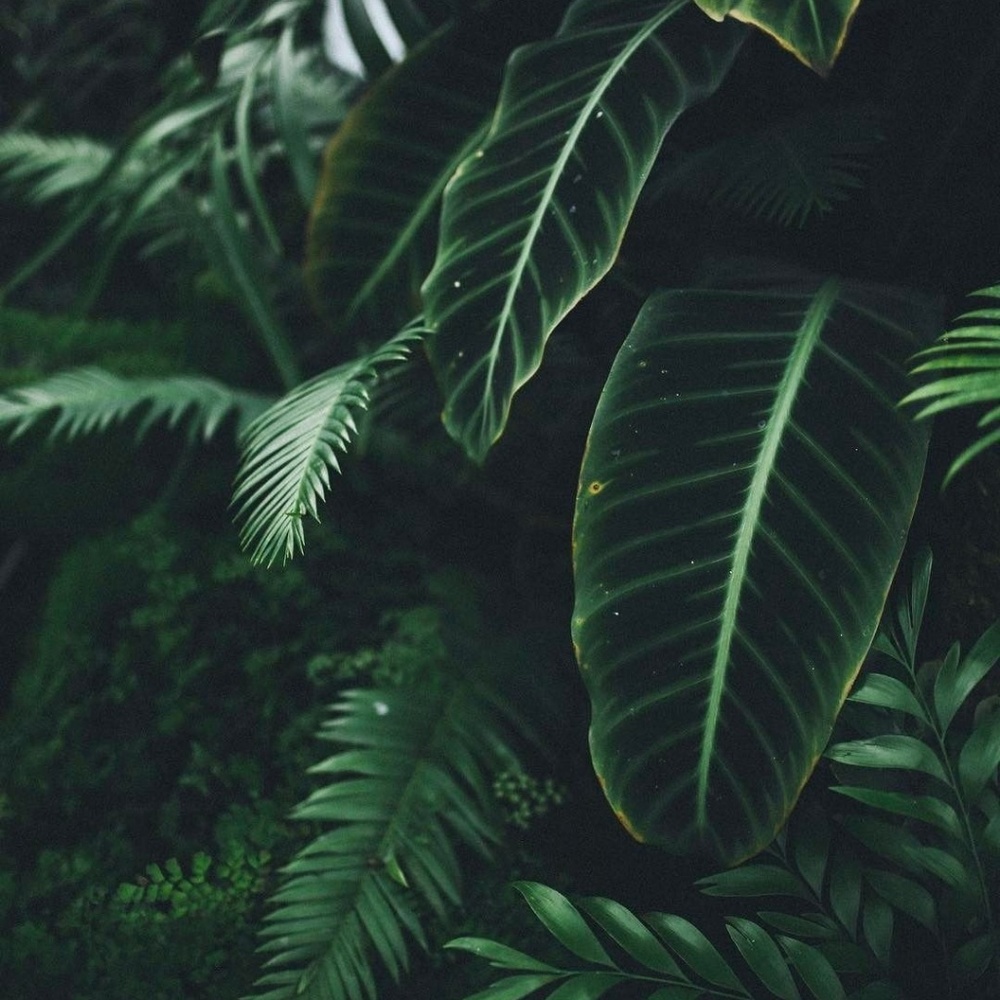 🌿